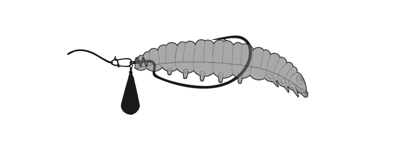Larva an Jig Rig