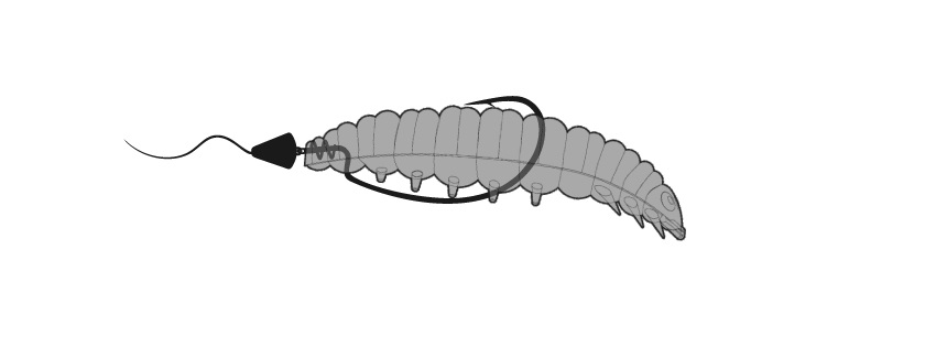 Larva an Texas Rig