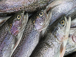 Köderfische #Forellen #17-25cm