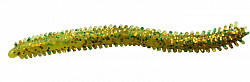 Paladin Gummiwurm #Seeringelwurm #grün