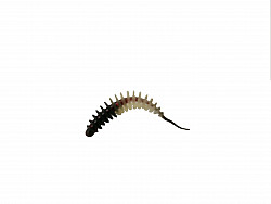 Paladin ProBaits Feinripp #65mm #Mix5-65