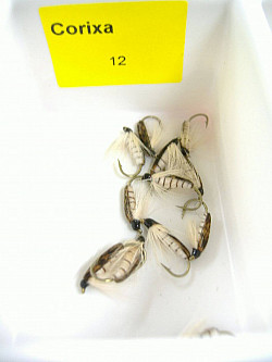 Dragon Fliege, Corixa 12