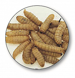 Bienenmaden #Normal #Knoblauch