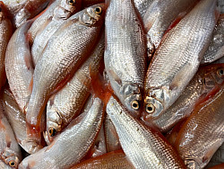 Köderfische #Goldorfen #6-9cm