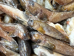 Köderfische #Grundeln #8-15cm