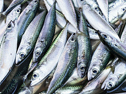 Köderfische #Makrelen #25-35cm