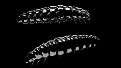 Libra Lures #Larva_30 #käse #Black