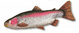 Paladin Stofftier #62cm #Rainbowtrout