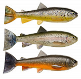 Pulz Bait Trout Skinz #20cm #Rainbow