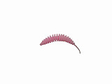 Paladin ProBaits Feinripp #50mm #Mix1-50