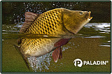 Paladin Türmatte - Fussmatte #Carp