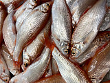Köderfische #Goldorfen #6-9cm