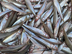 Köderfische #Stinte #15-20cm