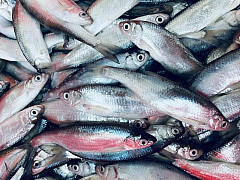 Köderfische #Ukelei #06-09cm
