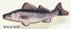 Logo-Pin, Zander