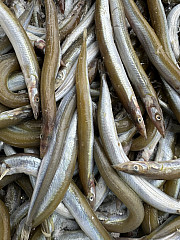 Köderfische #Sandaale #15-25cm