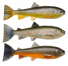 Pulz Bait Trout Skinz #20cm #Rainbow