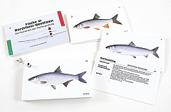 Fisch Erkennungskarten Komplettsatz #NRW