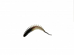 Paladin ProBaits Feinripp #50mm #Mix5-50