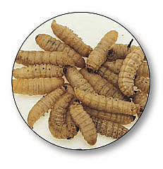 Bienenmaden #Normal #Knoblauch