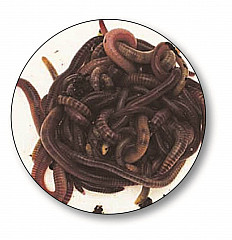 Dendrobeana Würmer #Large #15pcs